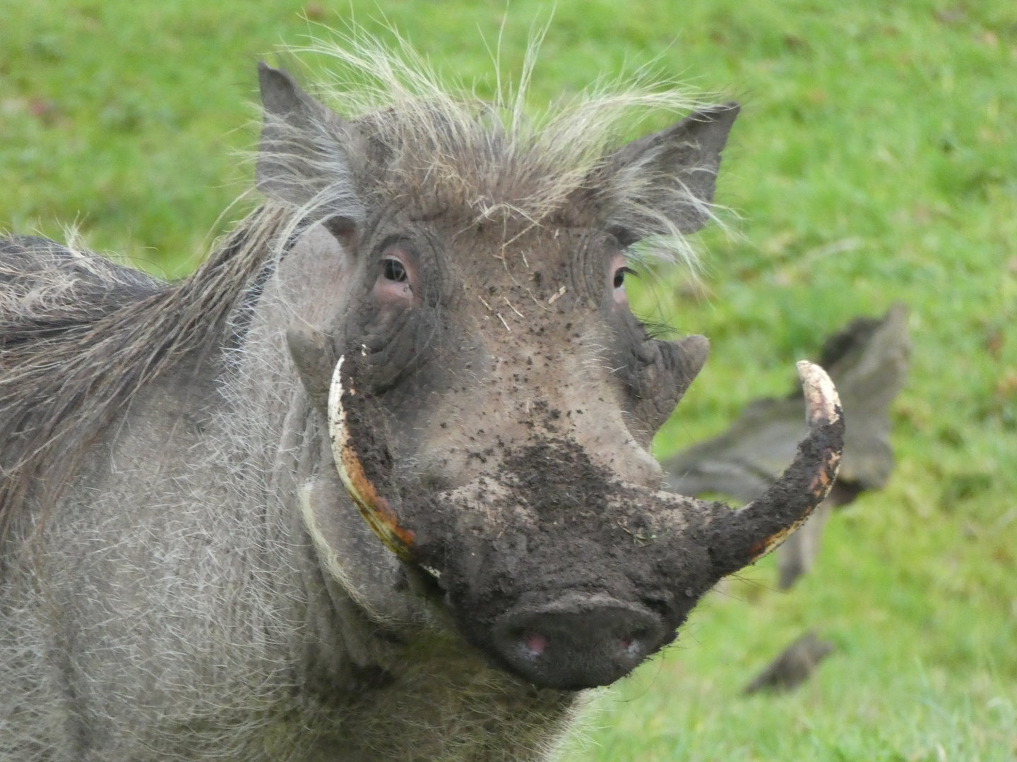 Common Warthog, Longleat Safari and Adventure Park