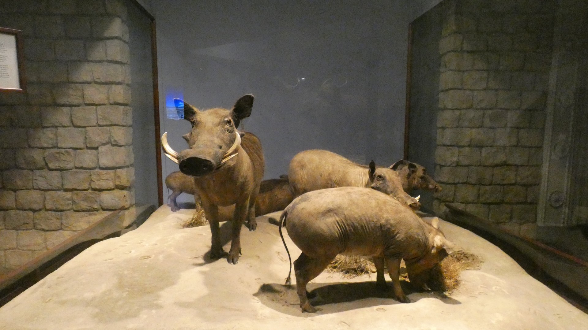 Common Warthog, Mammals of Africa - Feb. 2022