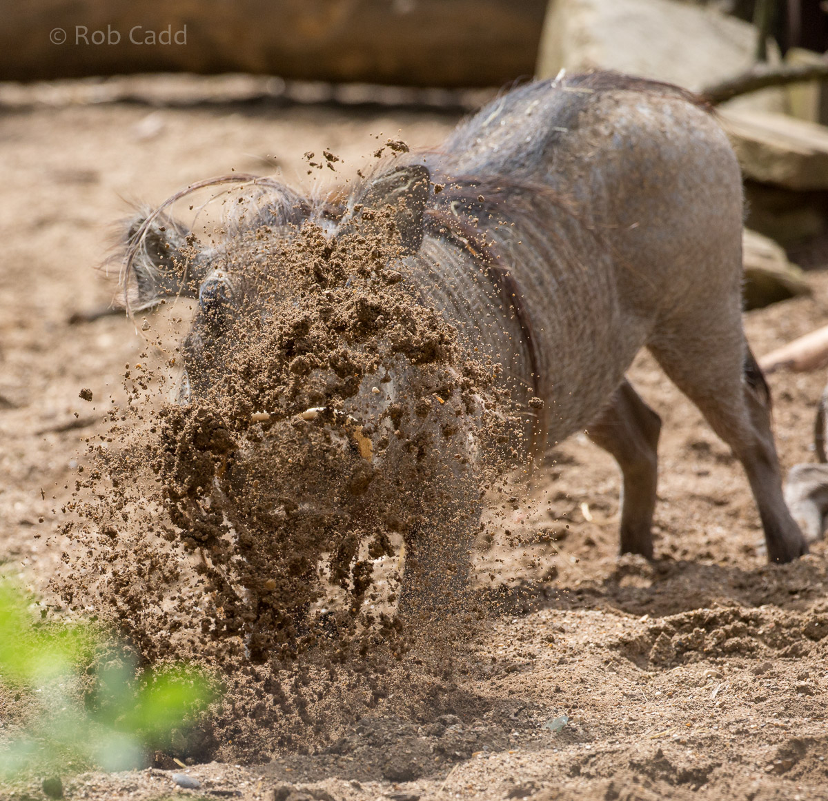 Common warthog : Marwell : 29 Jul 2016