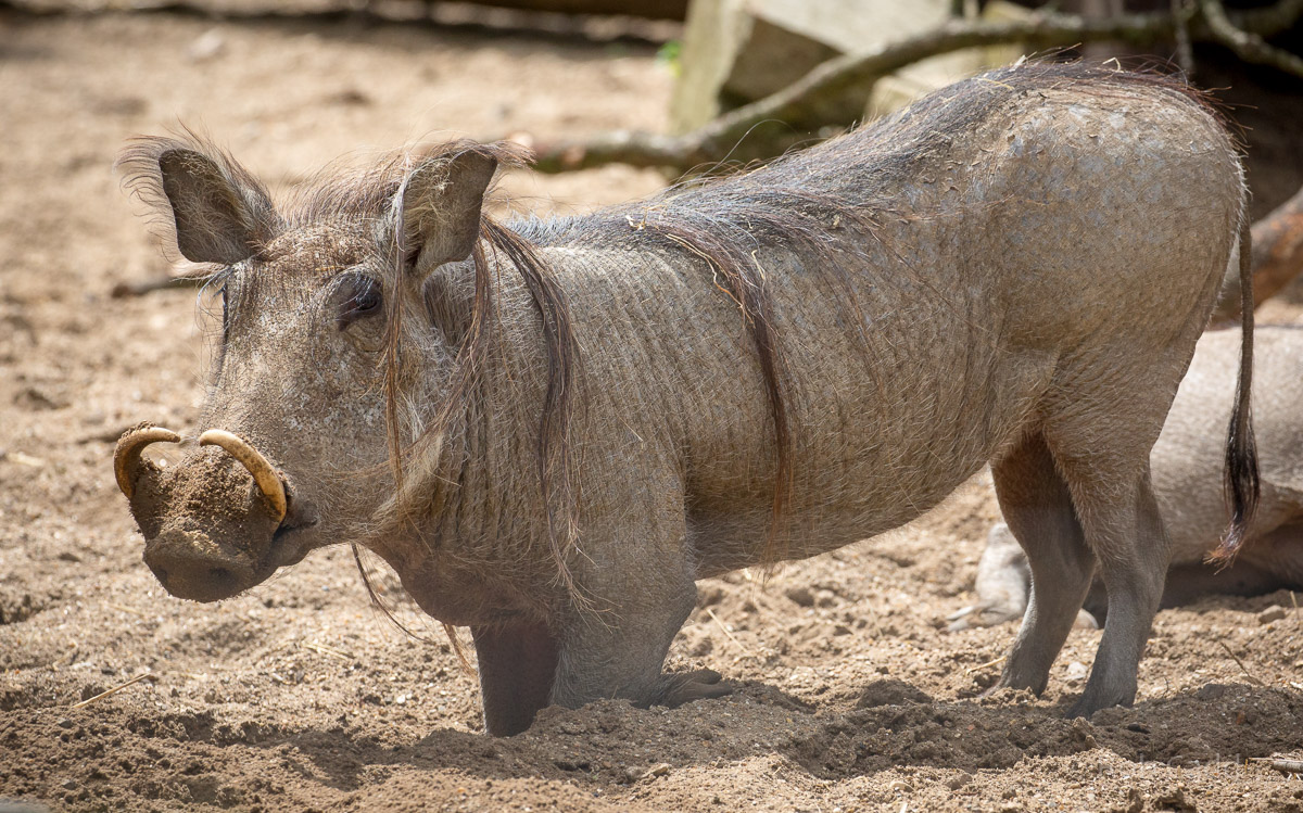 Common warthog : Marwell : 29 Jul 2016