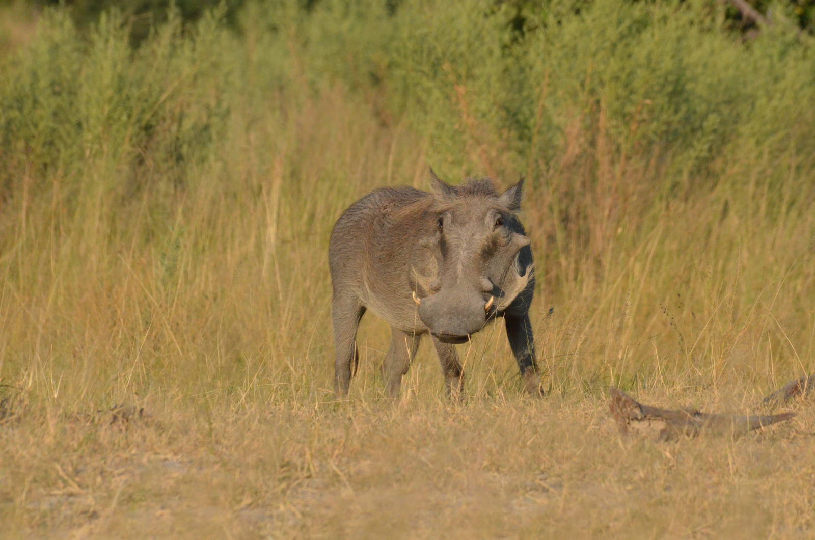 Common Warthog, Moremi Game Reserve, Botswana, 27/04/16