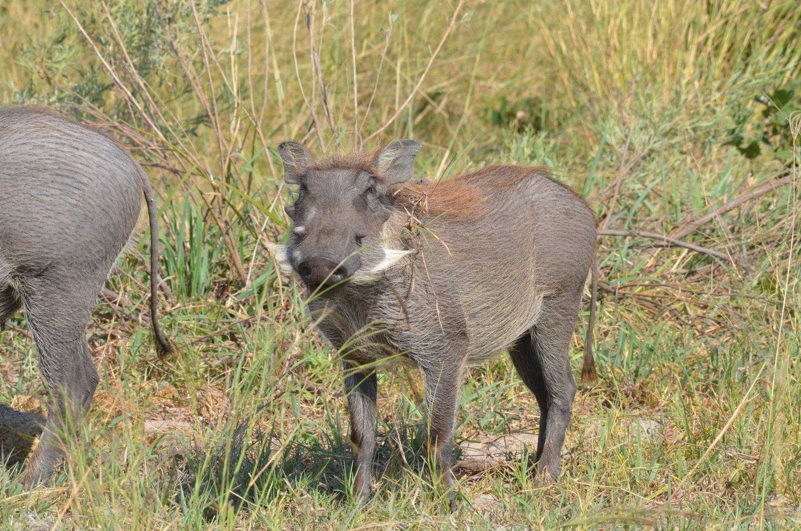 Common Warthog, Moremi Game Reserve, Botswana, 27/04/16