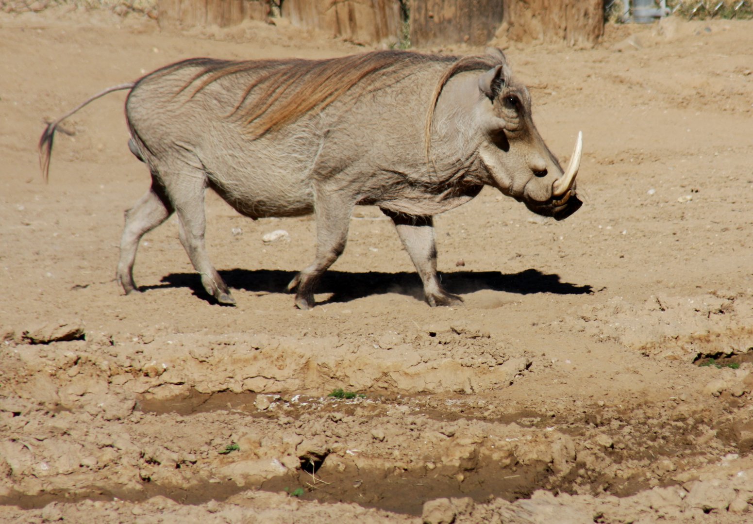 common warthog (Phacochoerus africanus) 2010