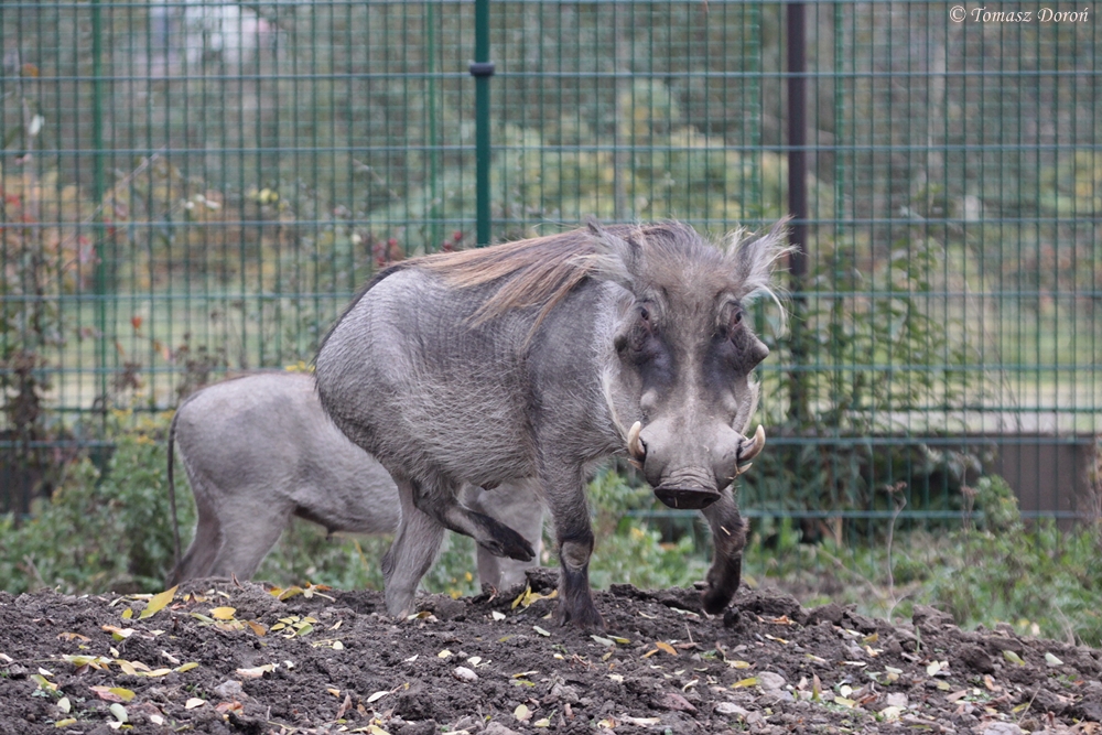 Common Warthog (Phacochoerus africanus africanus)
