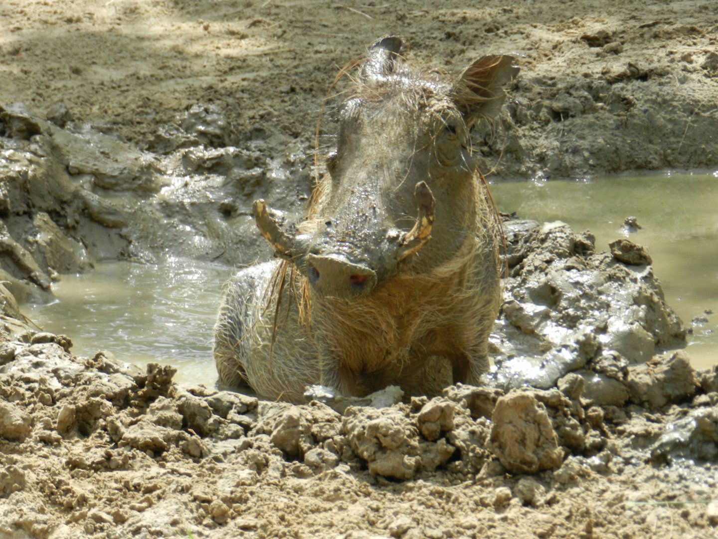 Common Warthog (Phacochoerus africanus) at Central Florida Zoo and Botanical Gardens