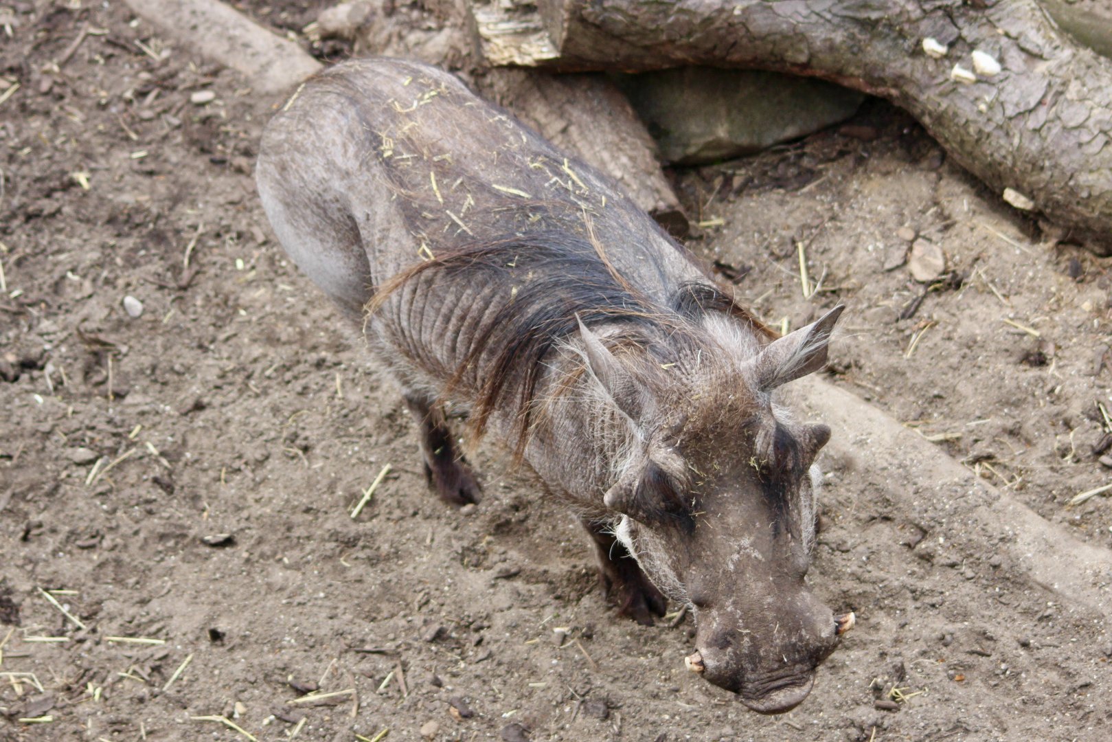 Common warthog (Phacochoerus africanus) at London Zoo, April 2024