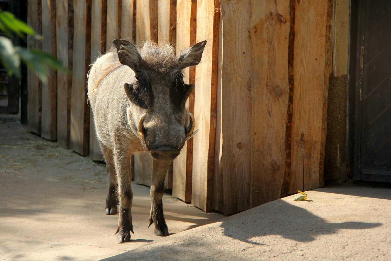 common warthog (Phacochoerus africanus)