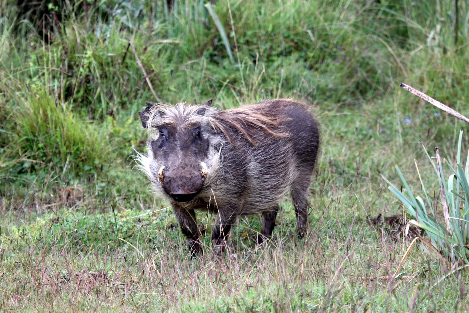 common warthog (Phacochoerus africanus)