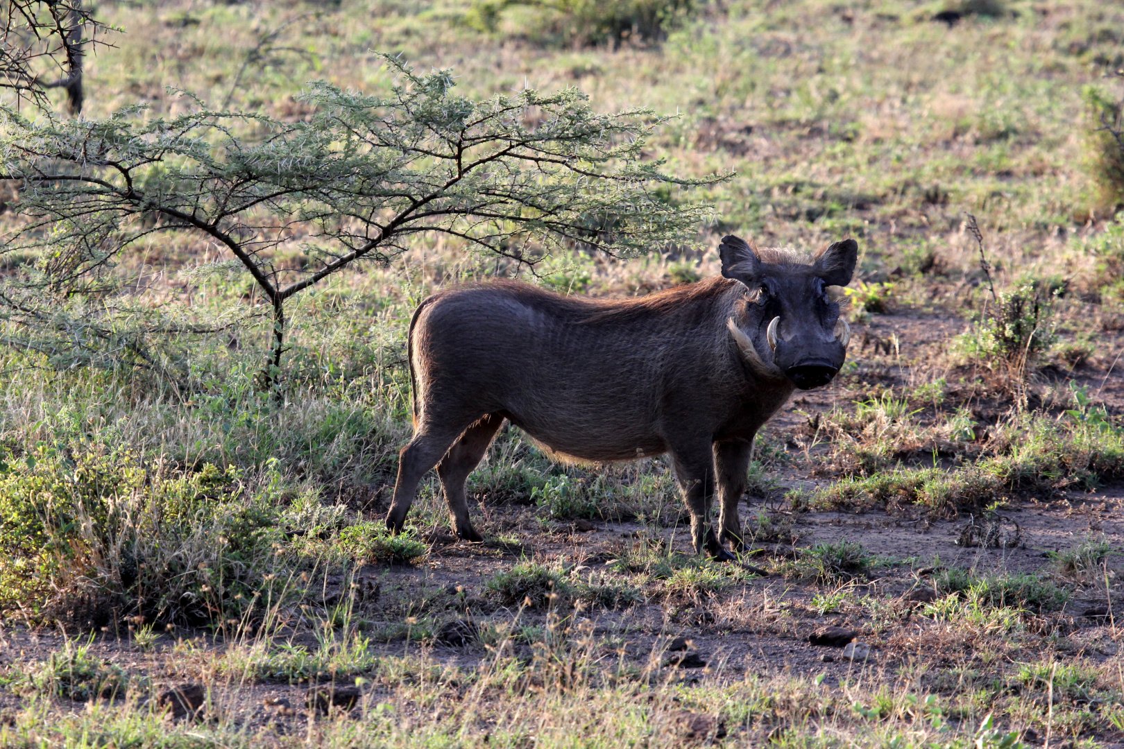common warthog (Phacochoerus africanus)
