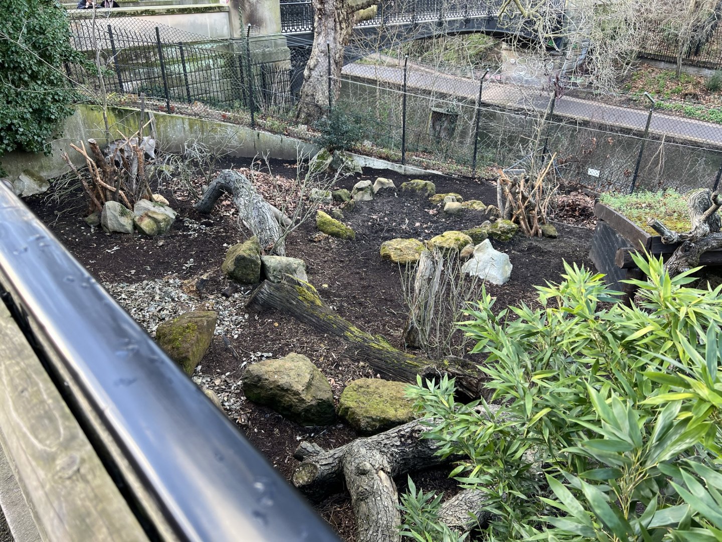 Common Warthog (Phacochoerus africanus)