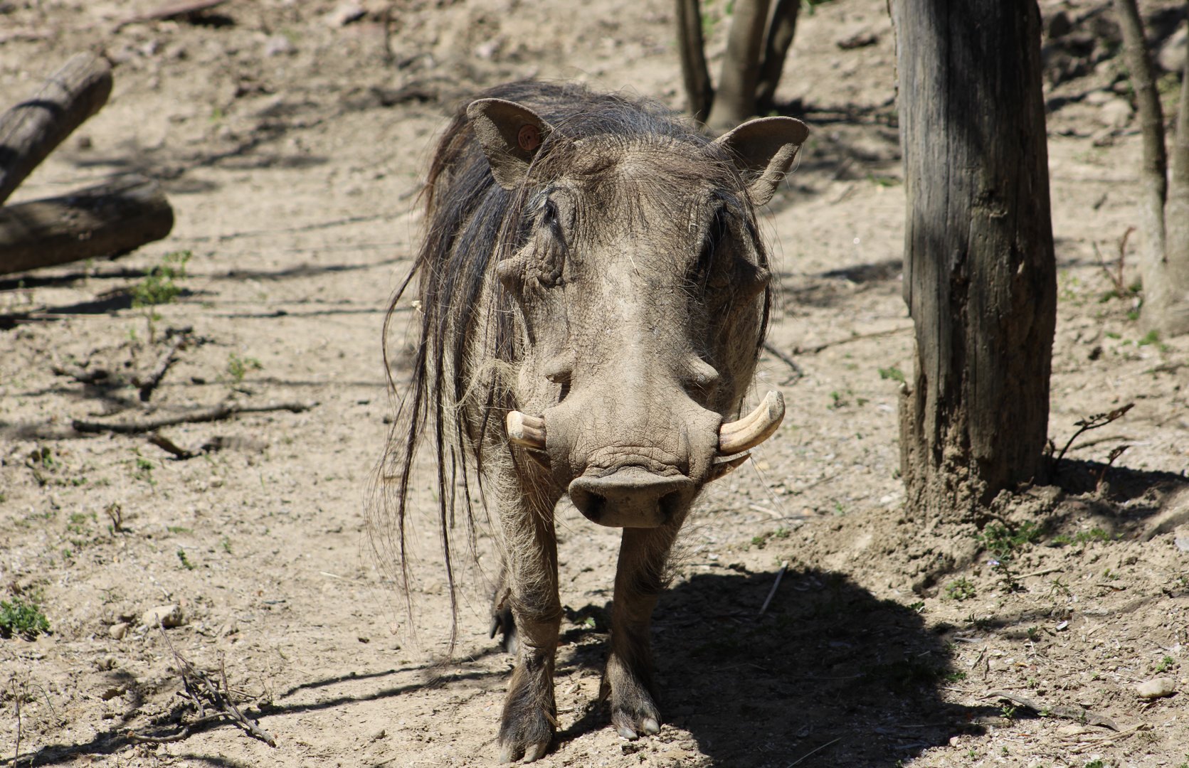 Common Warthog (Phacochoerus africanus)