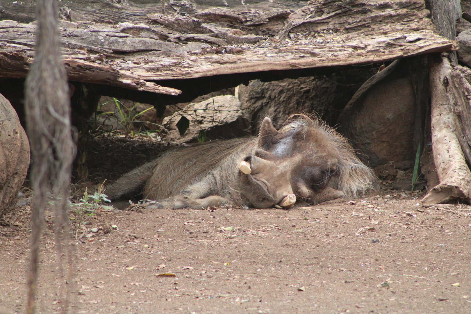 Common Warthog (Phacochoerus africanus)