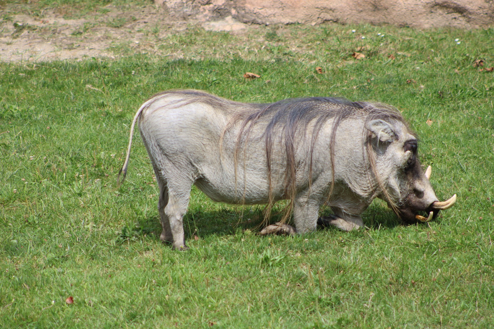 Common Warthog (Phacochoerus africanus)