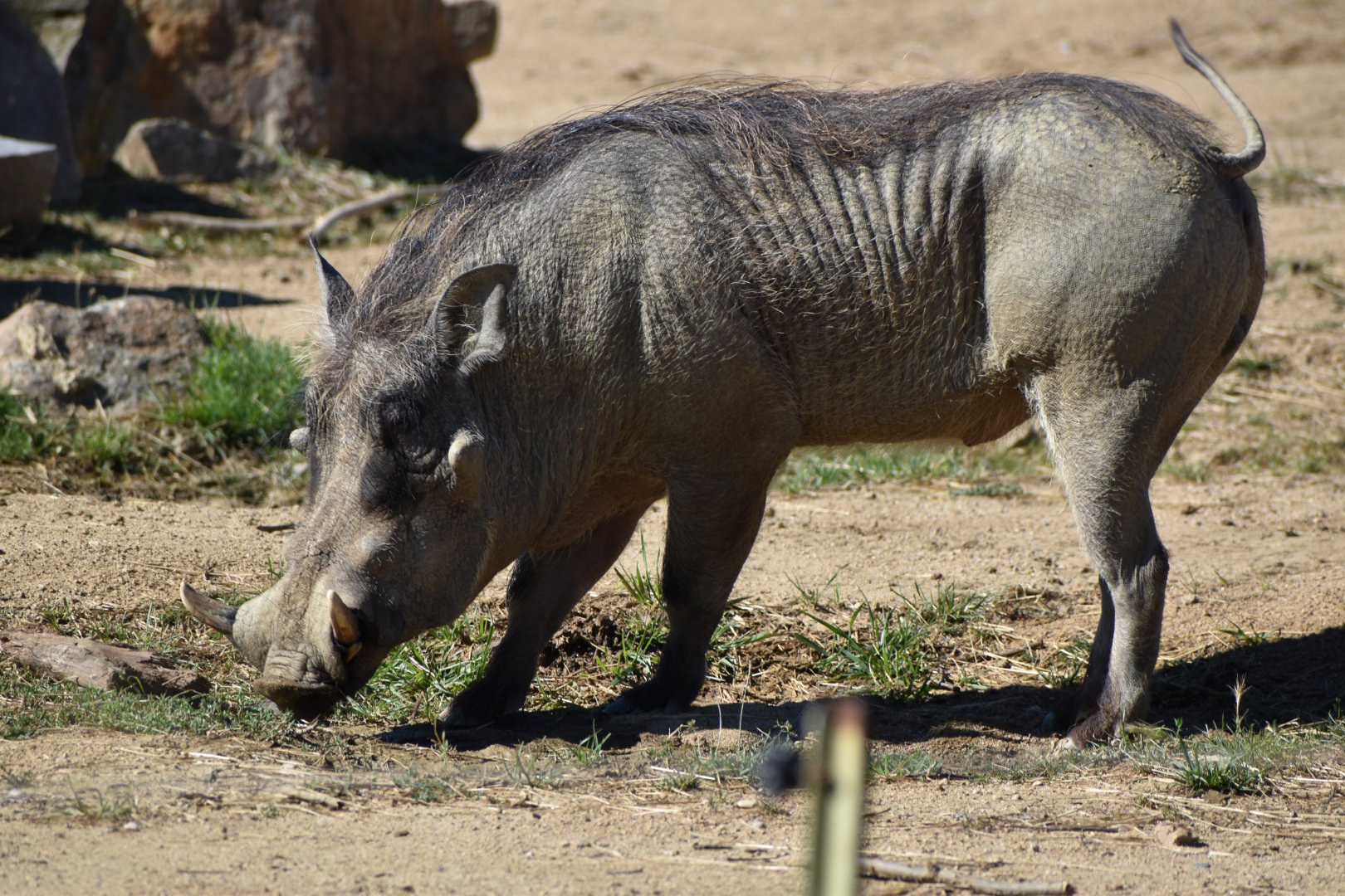 Common warthog (Phacochoerus africanus)