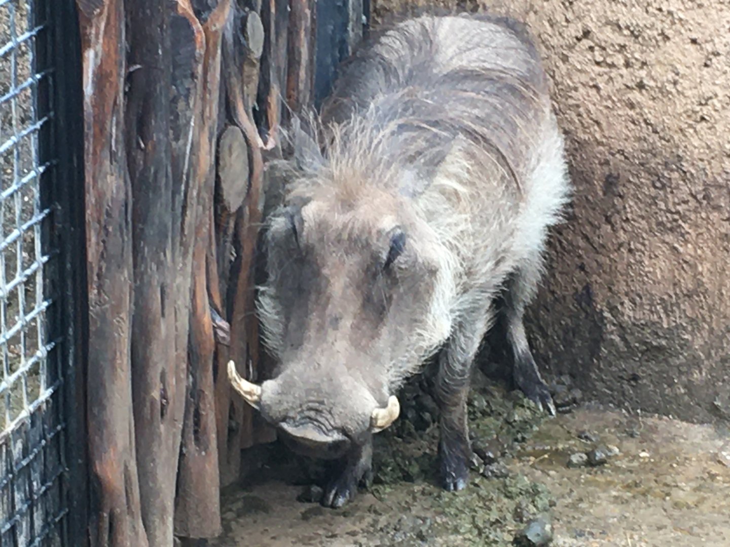 Common Warthog (Phacochoerus africanus)