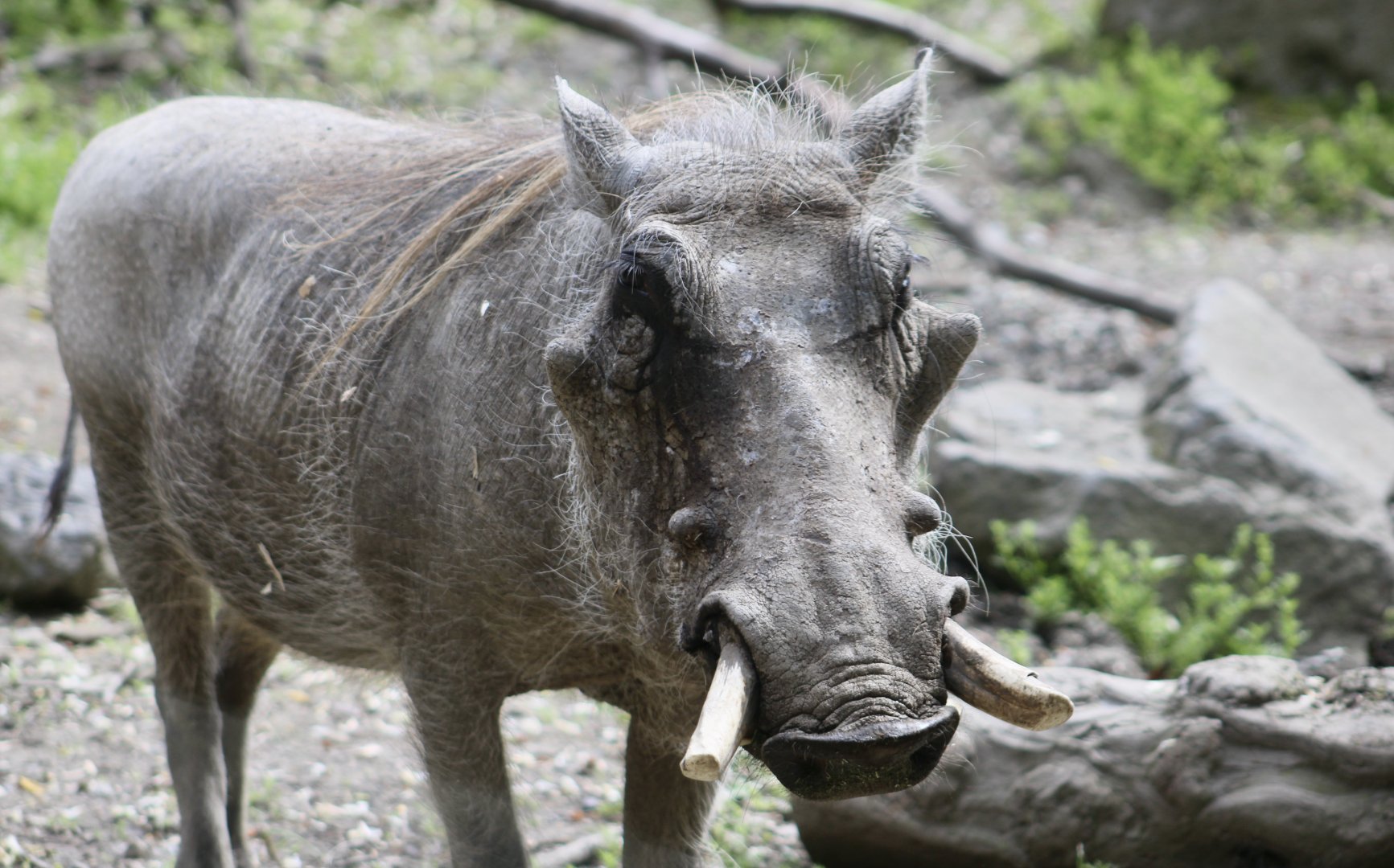 Common Warthog (Phacochoerus africanus)