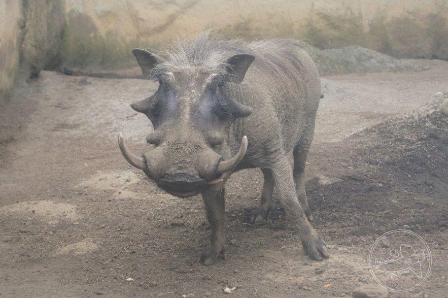 Common Warthog (Phacochoerus africanus)