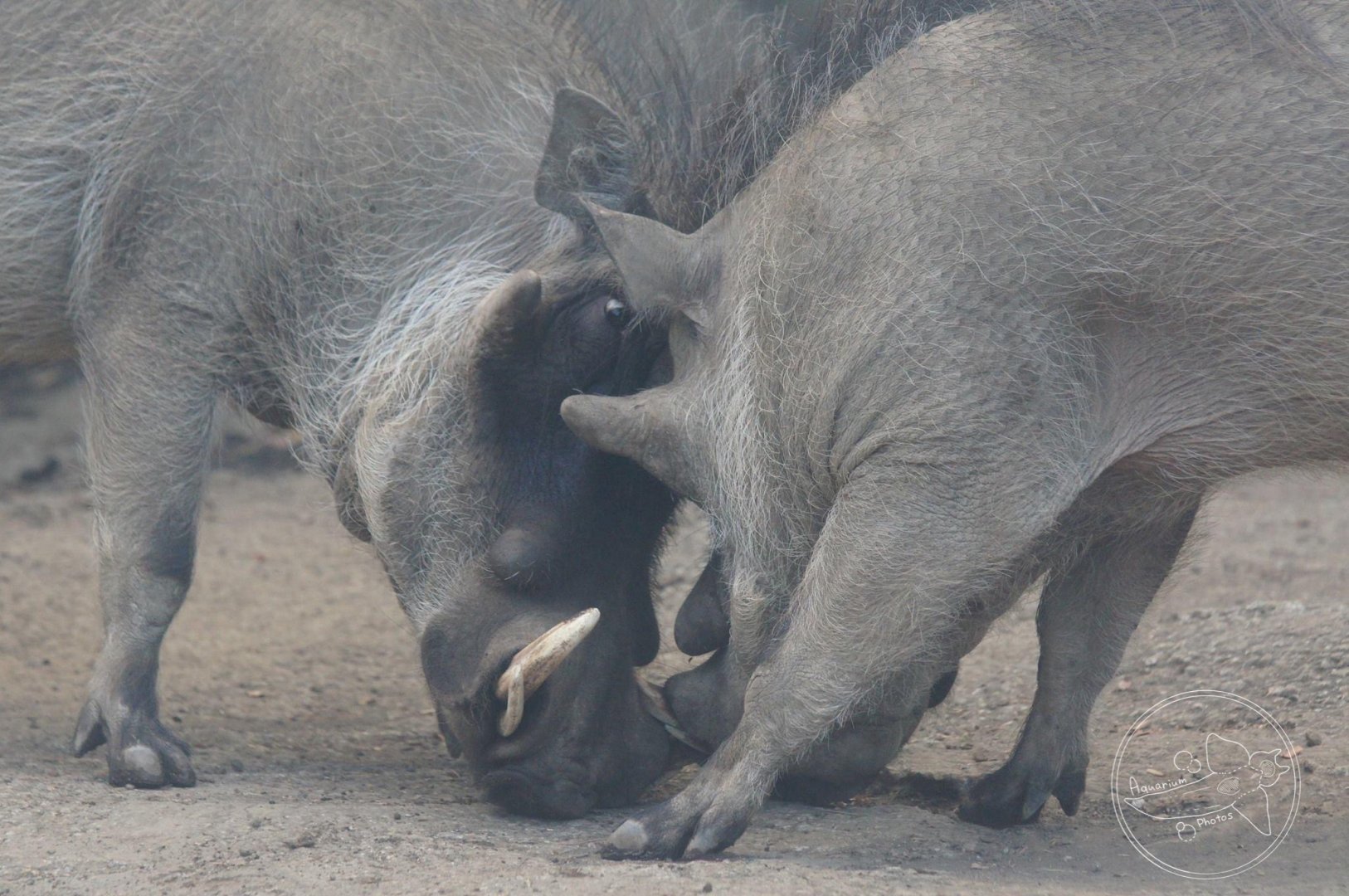 Common Warthog (Phacochoerus africanus)