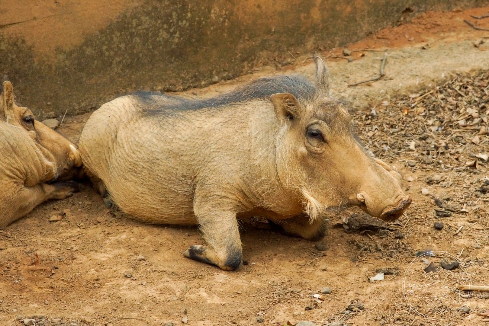 Common Warthog (Phacochoerus africanus)