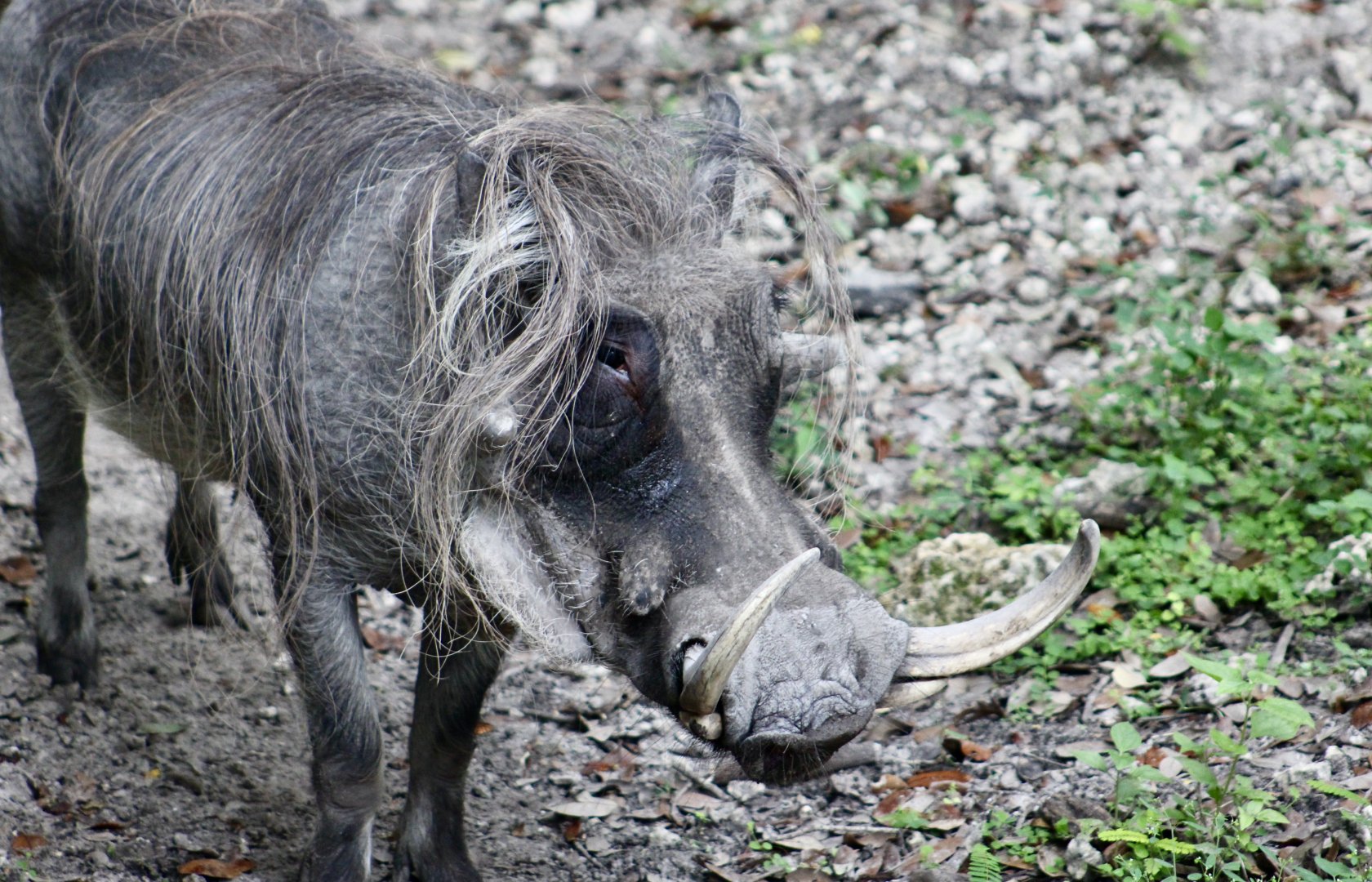 Common Warthog (Phacochoerus africanus)
