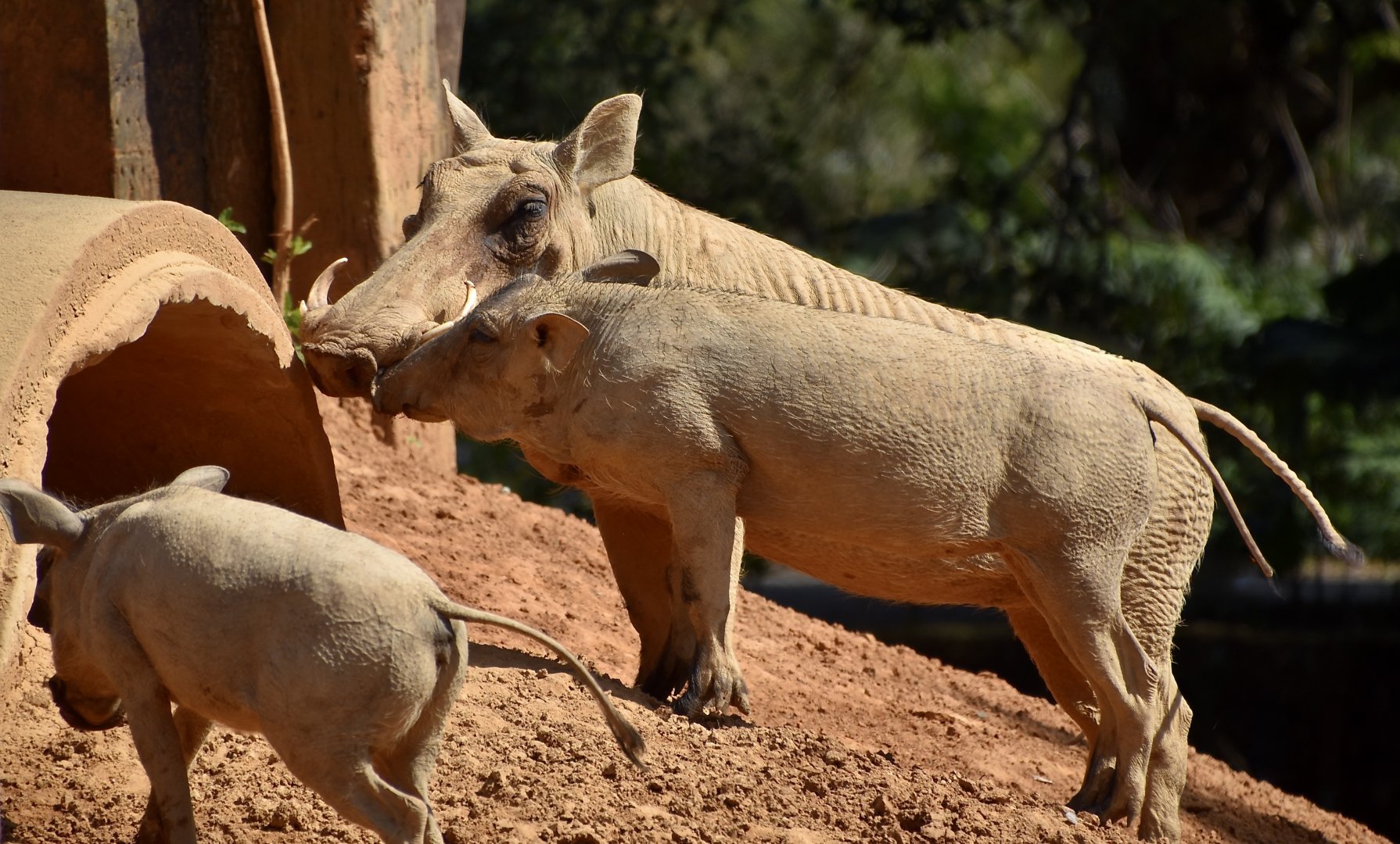 Common Warthog (Phacochoerus africanus)