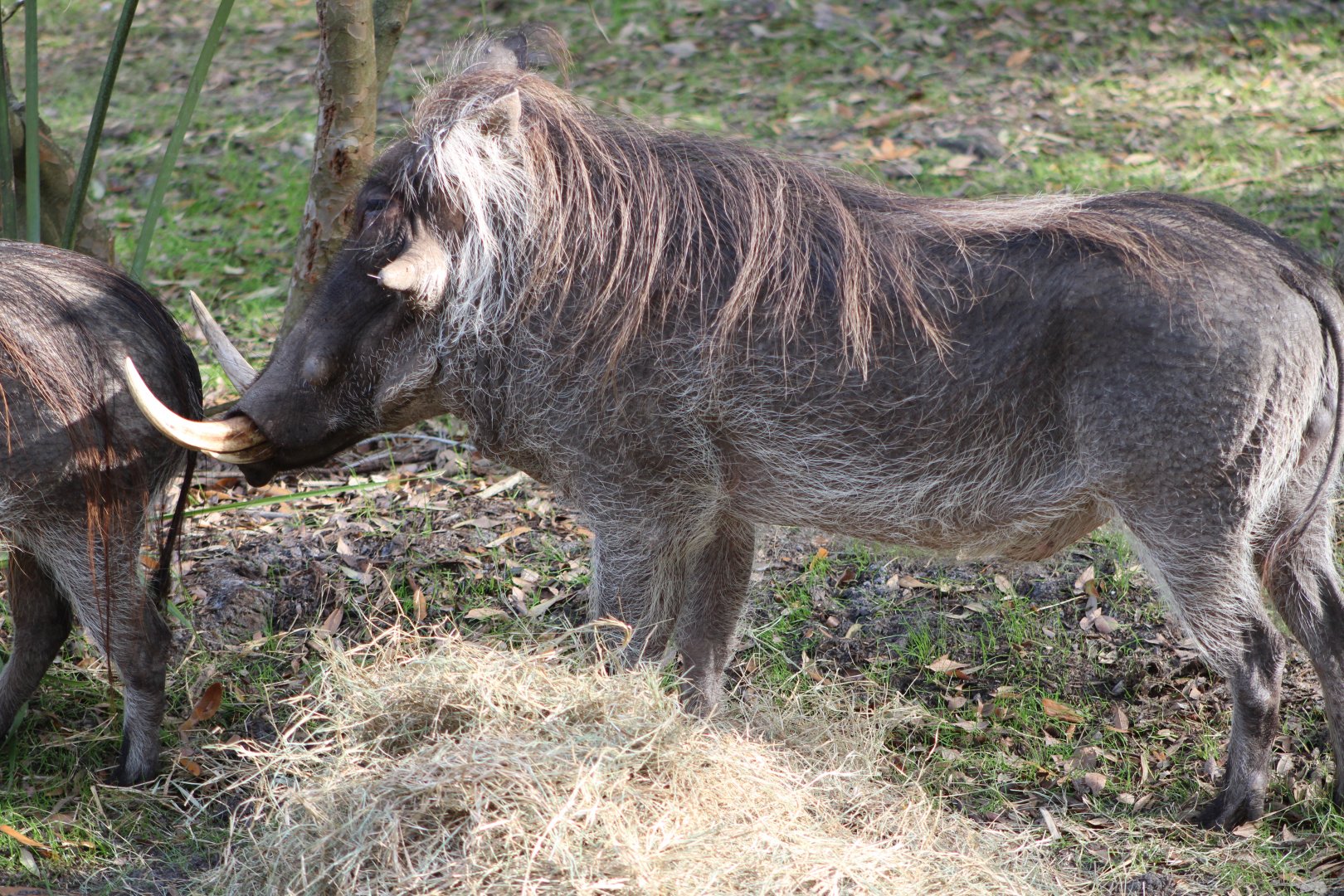 Common Warthog (Phacochoerus africanus)