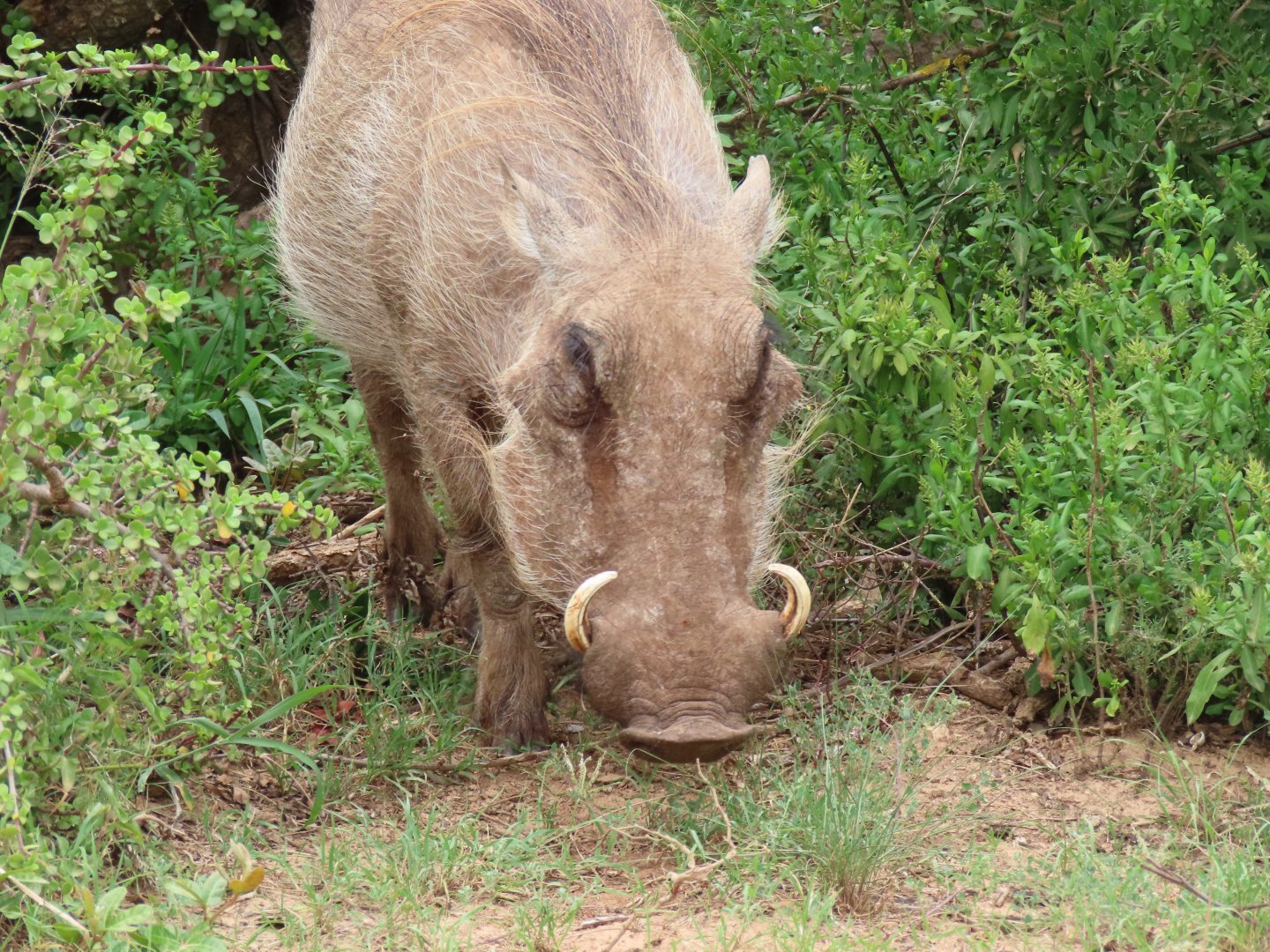 Common Warthog (Phacochoerus africanus)
