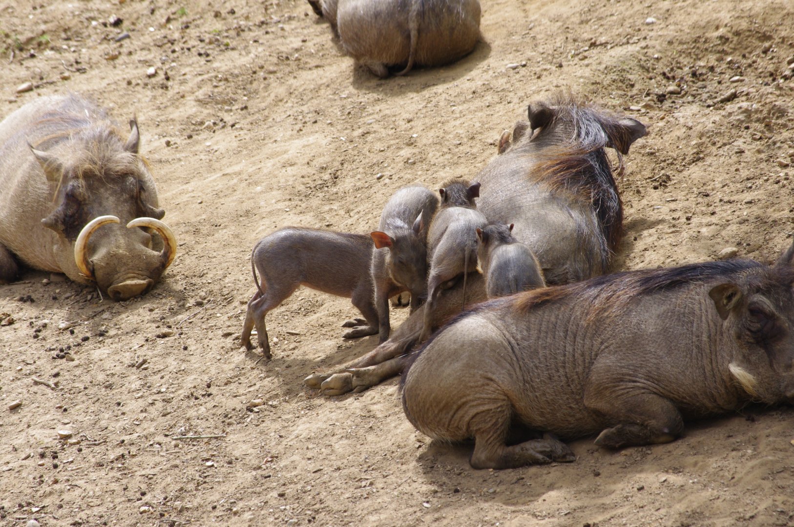 Common Warthog piglets- 11/4/2024