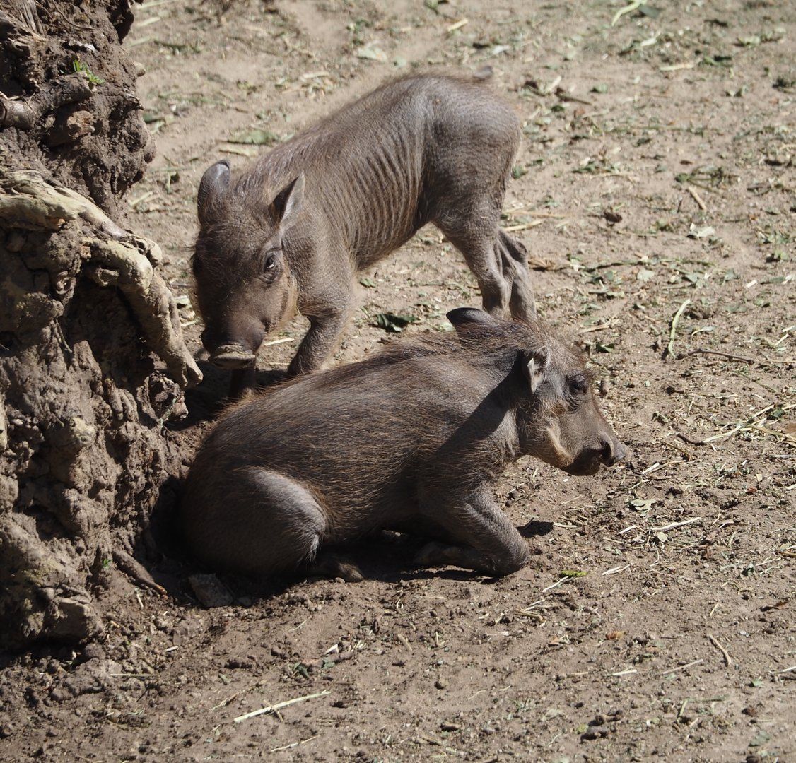Common warthog piglets (Phacochoerus africanus), 2025-05-14