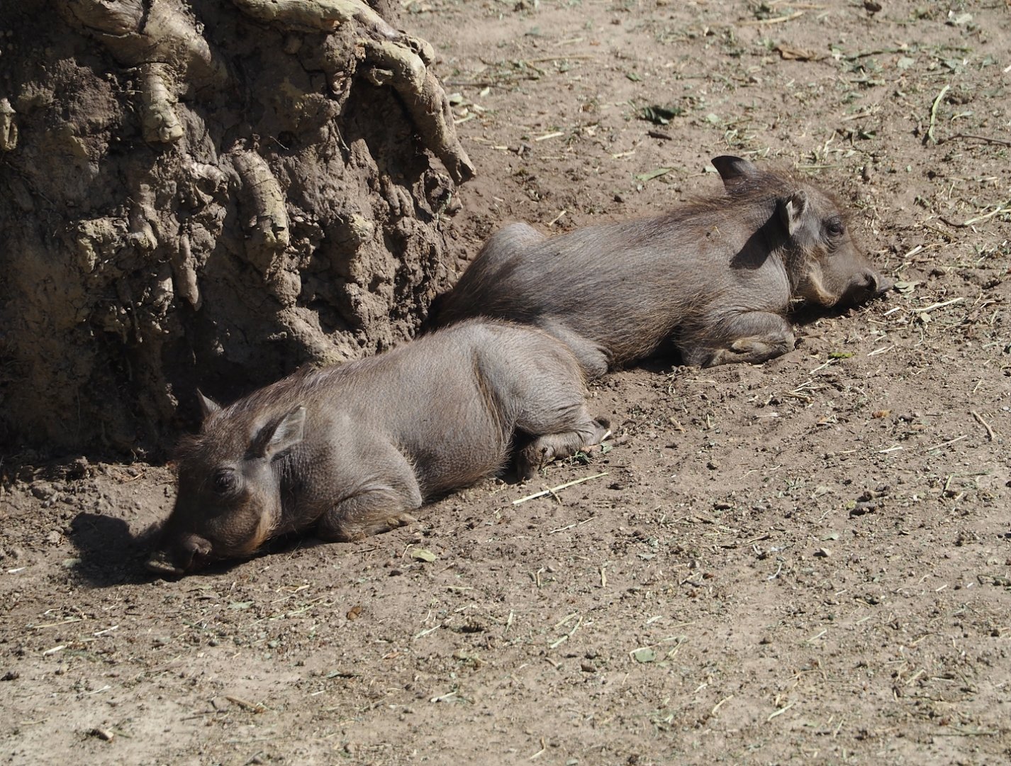 Common warthog piglets (Phacochoerus africanus), 2025-05-14