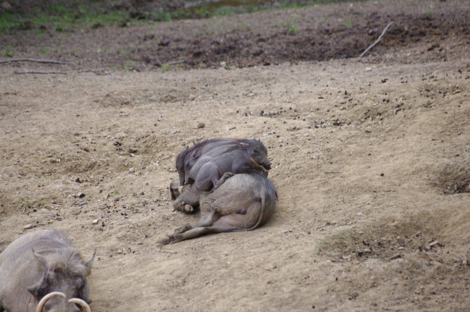 Common Warthog pile- 11/4/2024