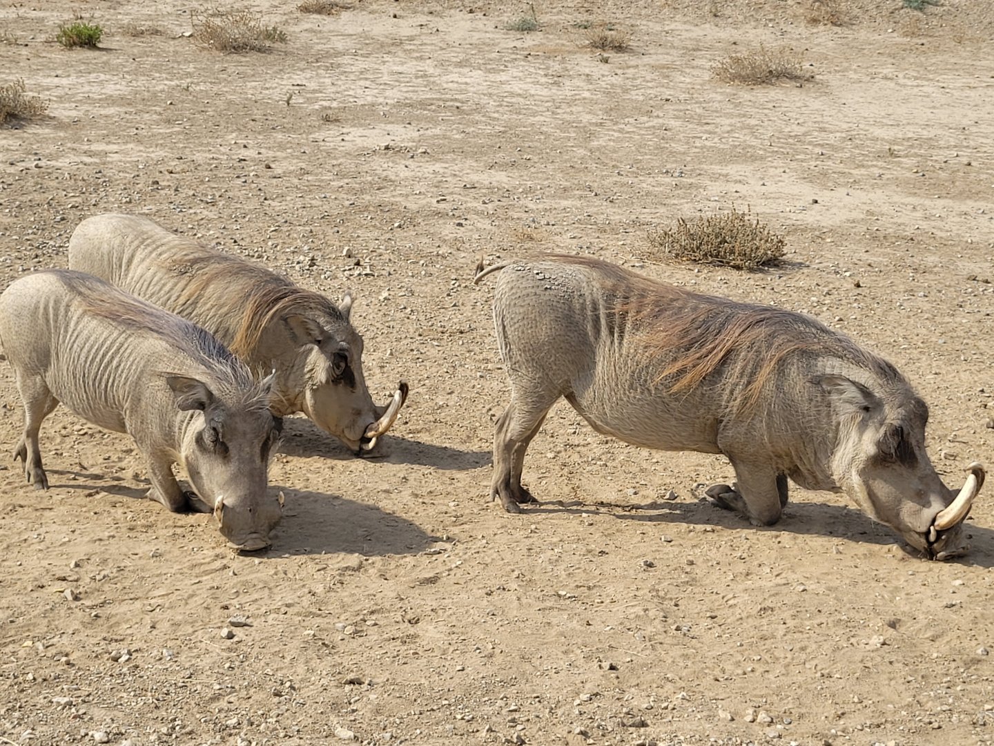 Common warthog -Réserve Africaine de Sigean (2022)