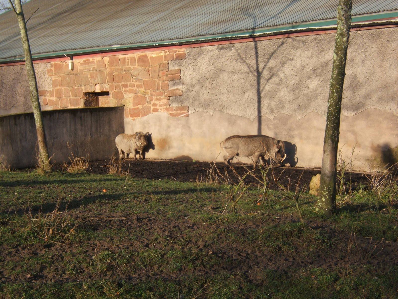Common Warthog`s