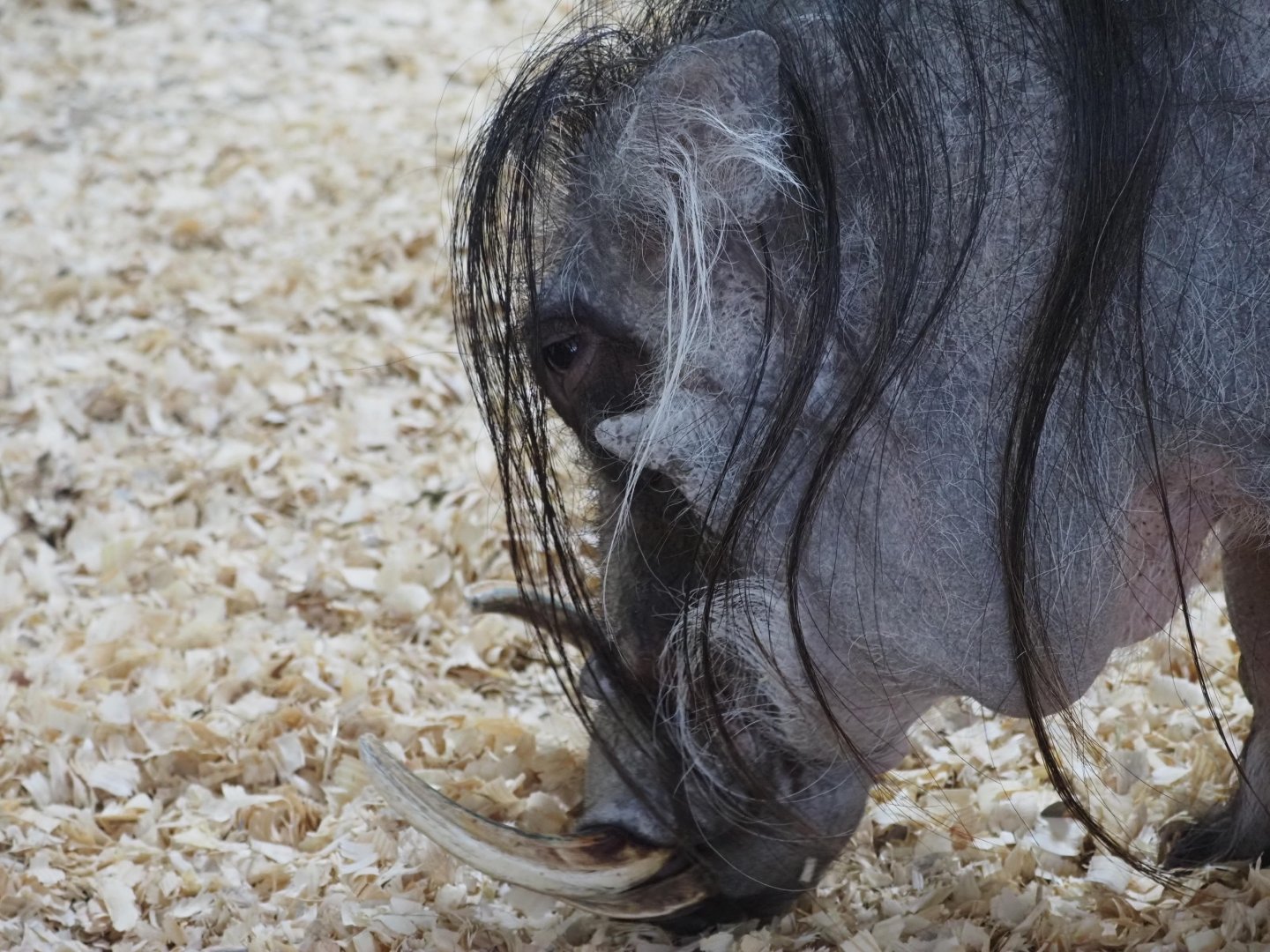 Common Warthog "Scooter"