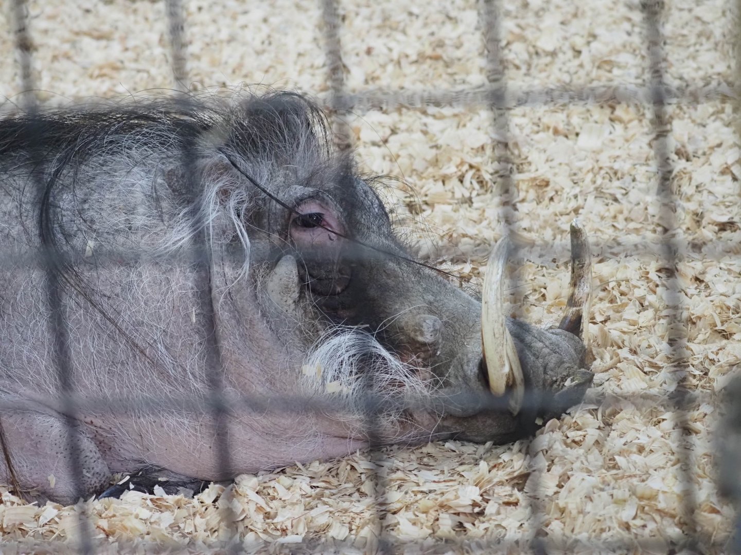 Common Warthog "Scooter"