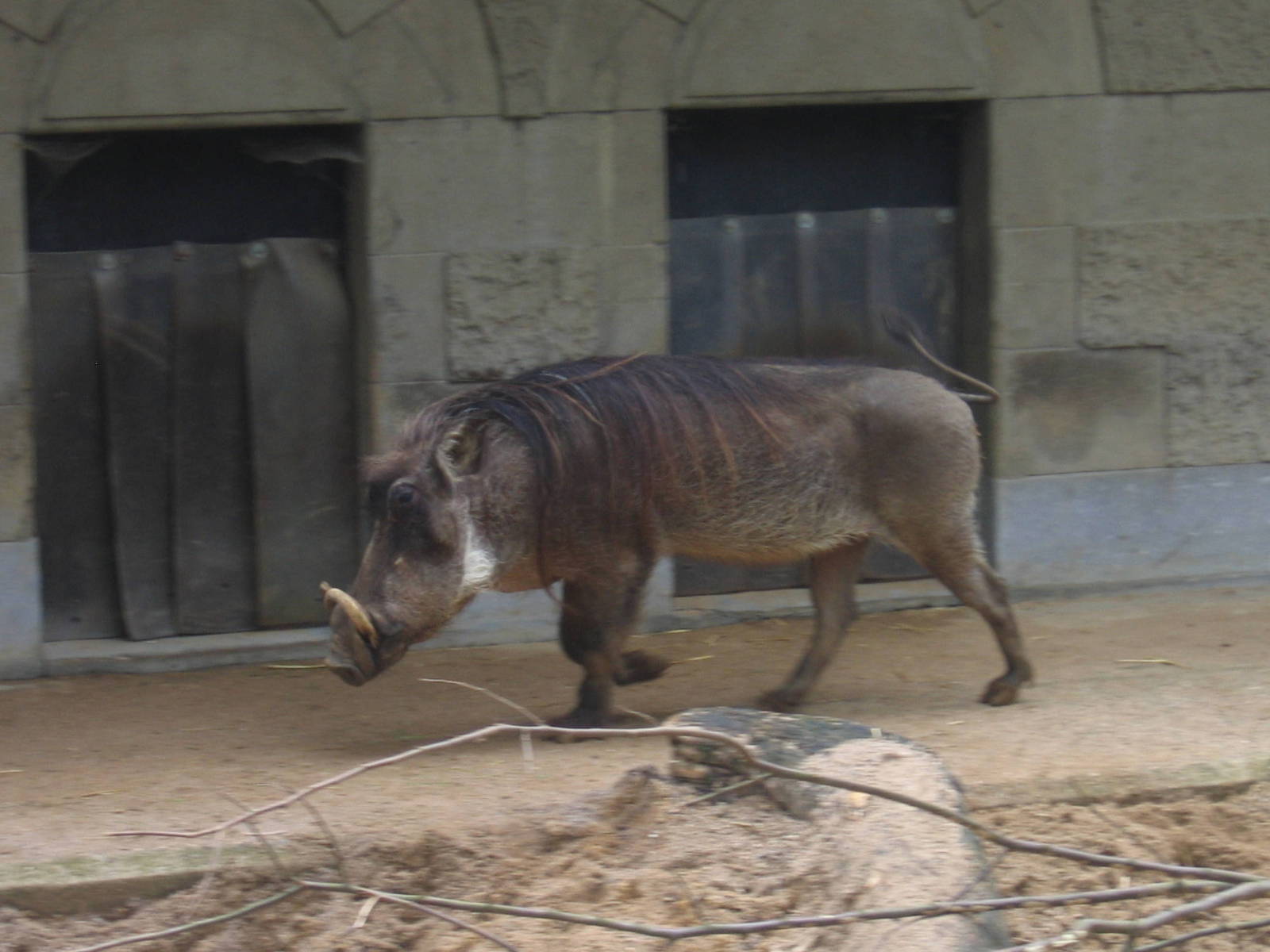 Common Warthog