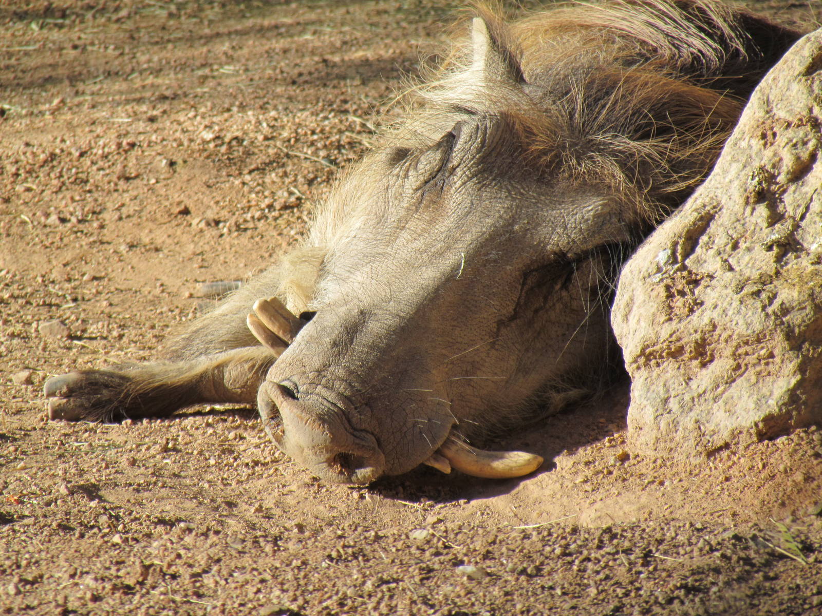Common Warthog