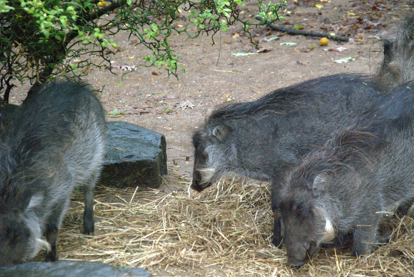 Common Warthog