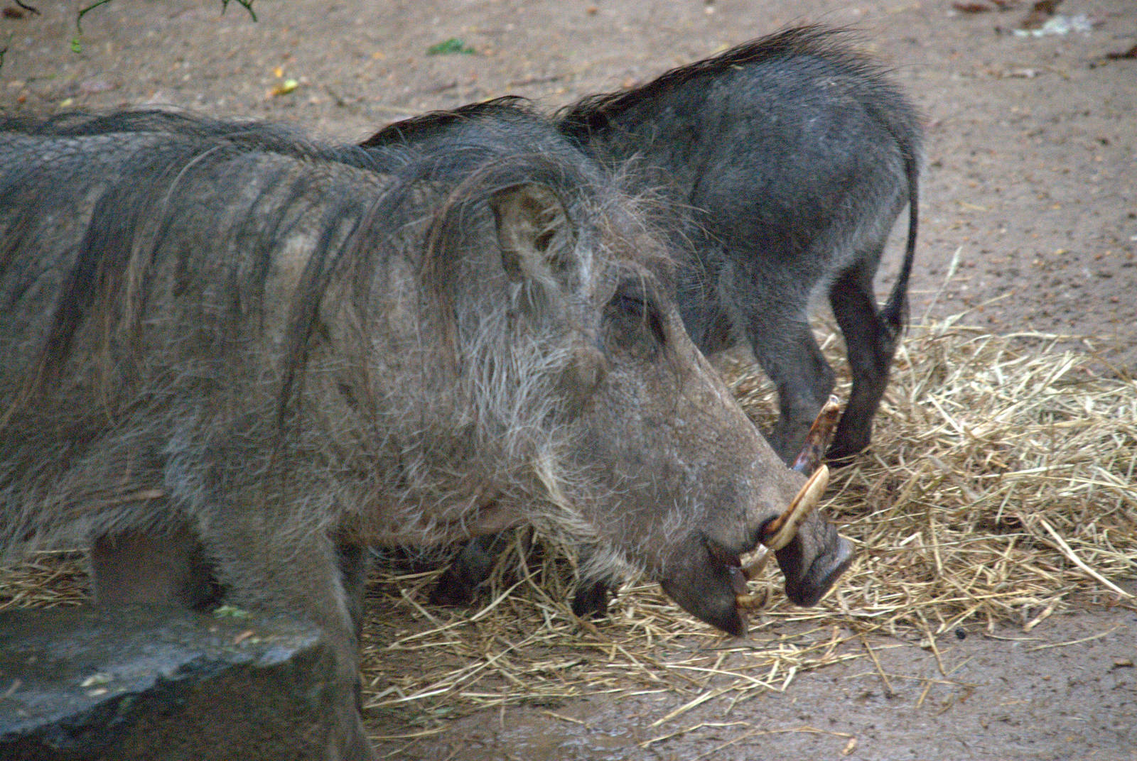 Common Warthog