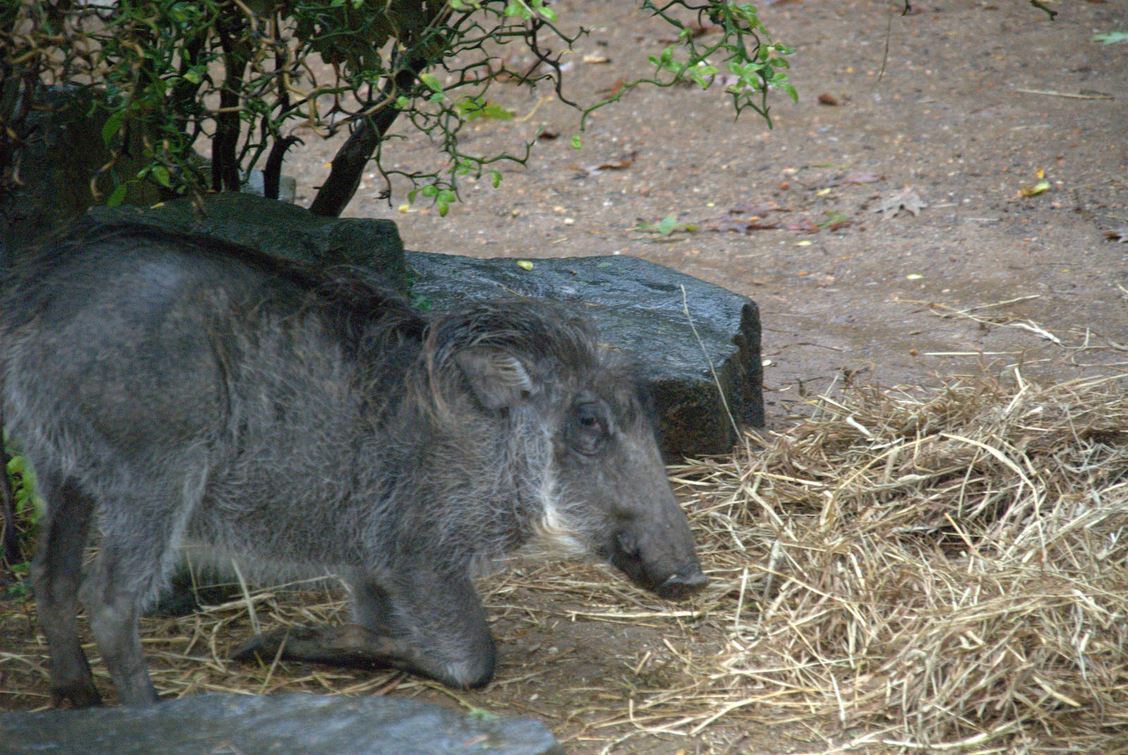 Common Warthog