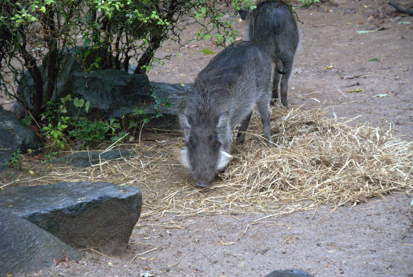 Common Warthog
