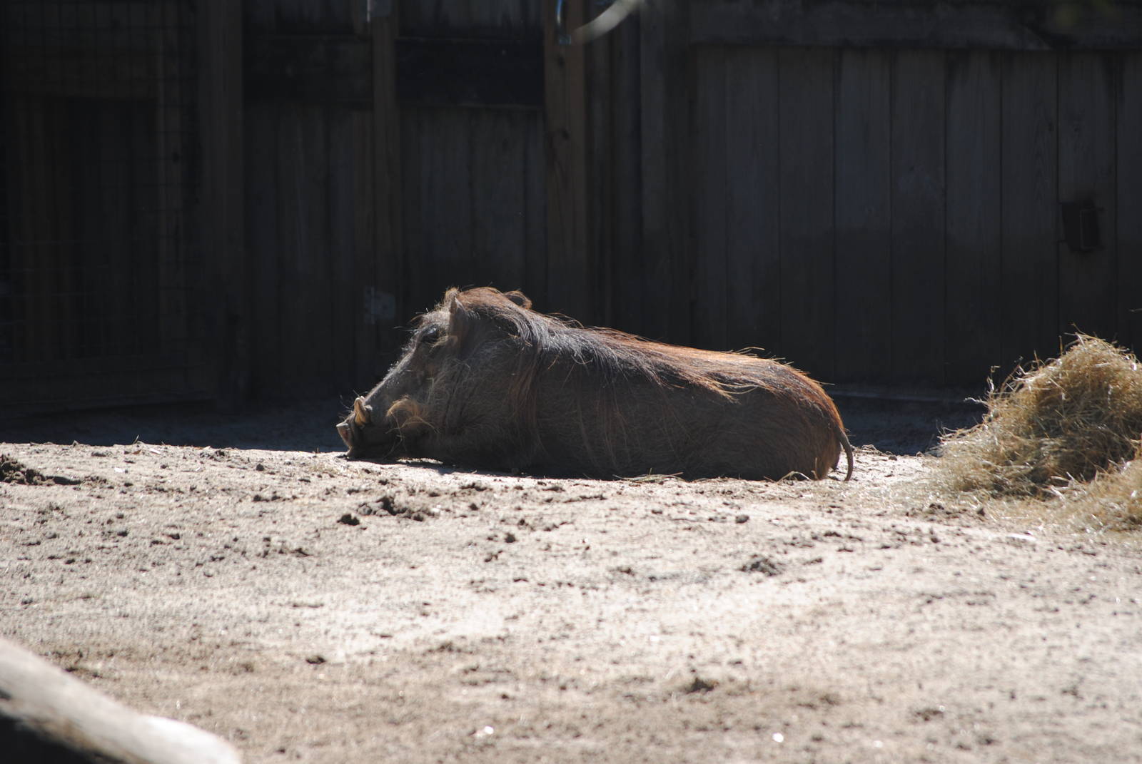 Common Warthog