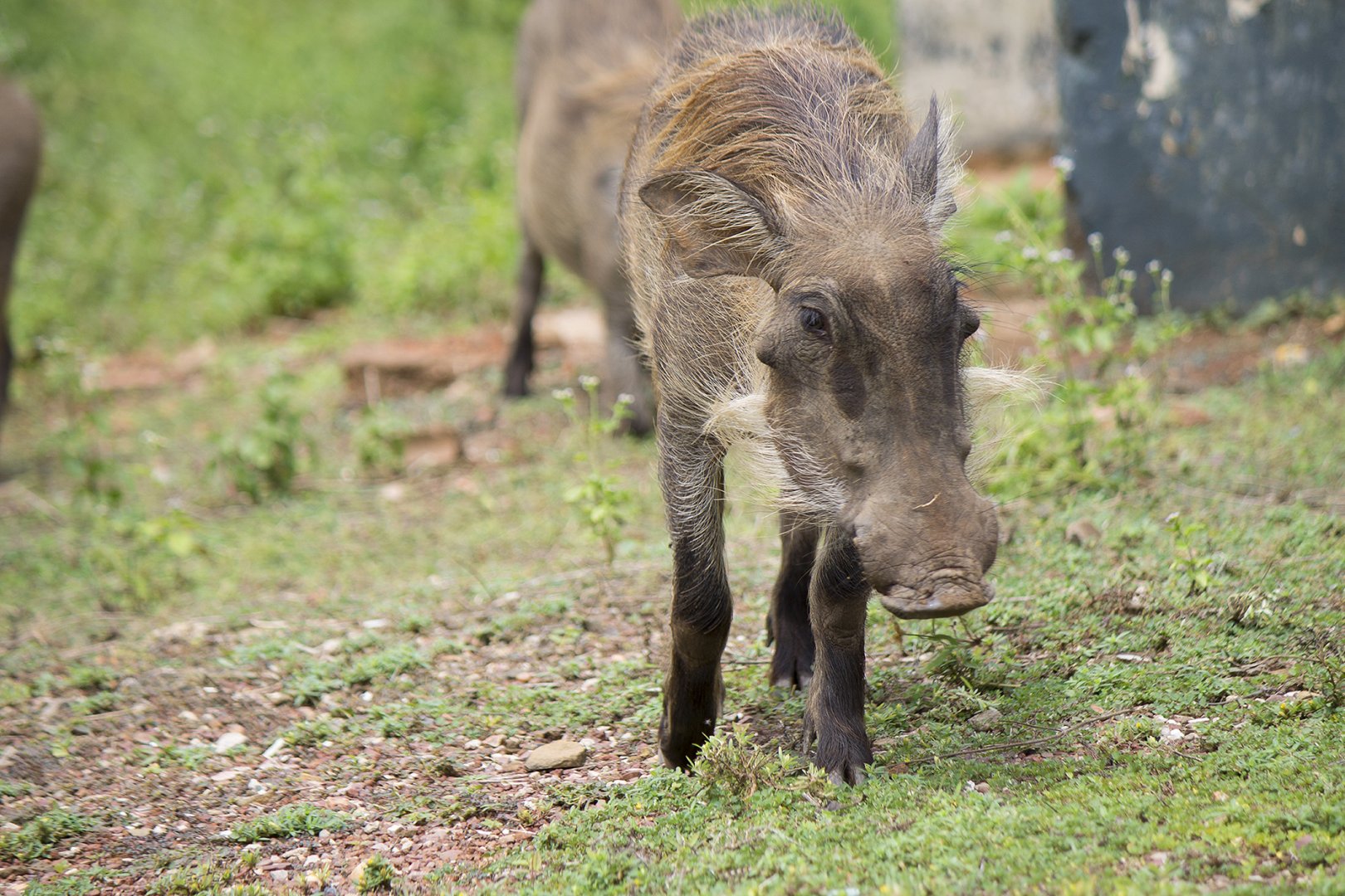 Common warthog
