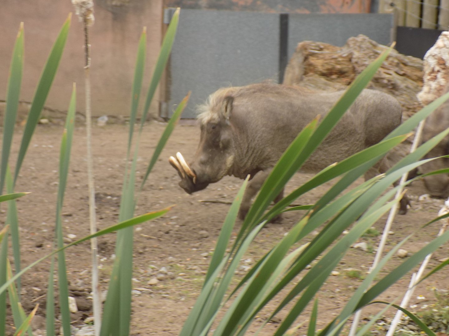 Common Warthog