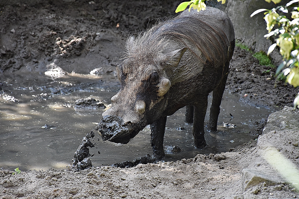 Common warthog