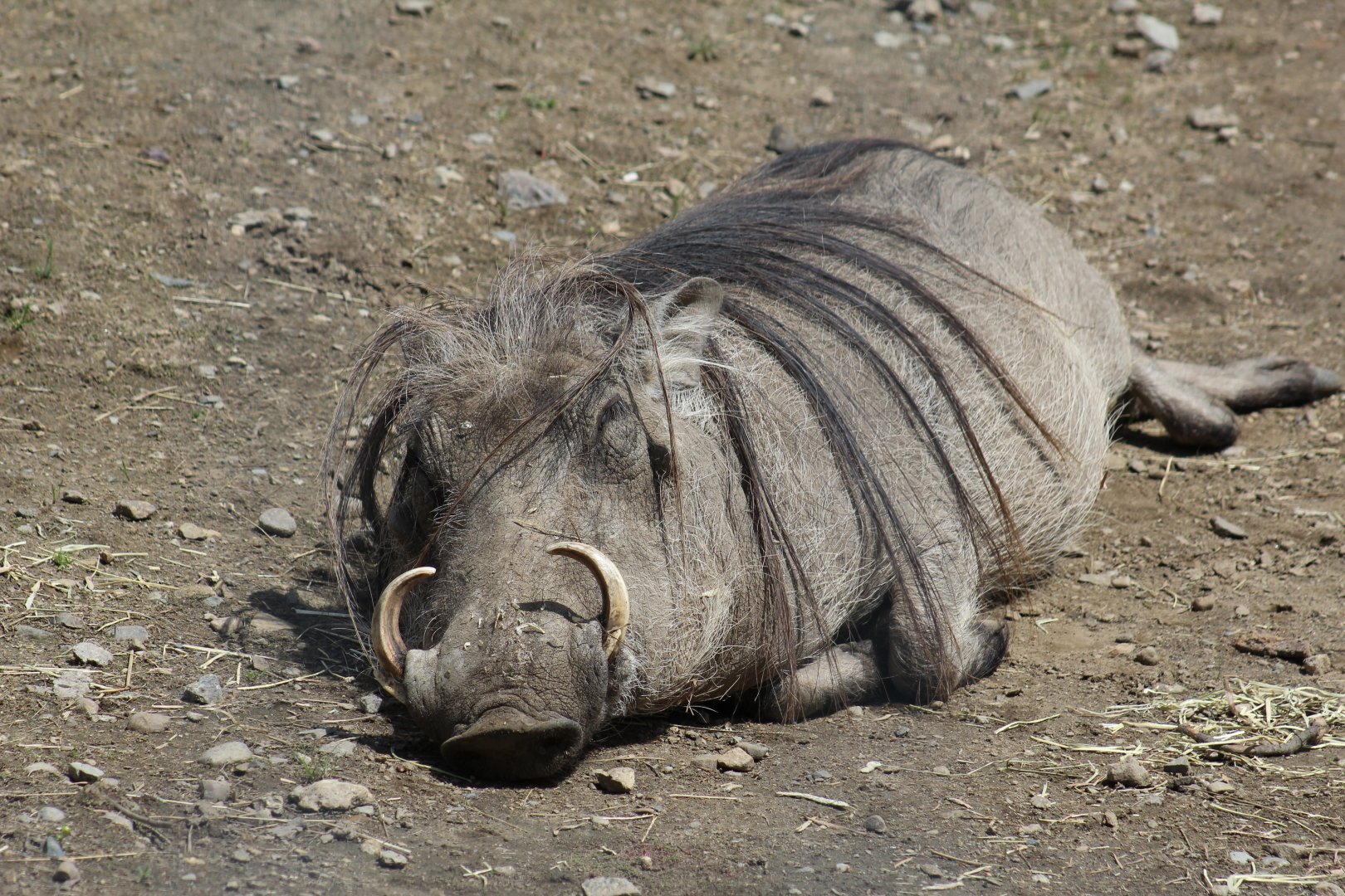 Common Warthog