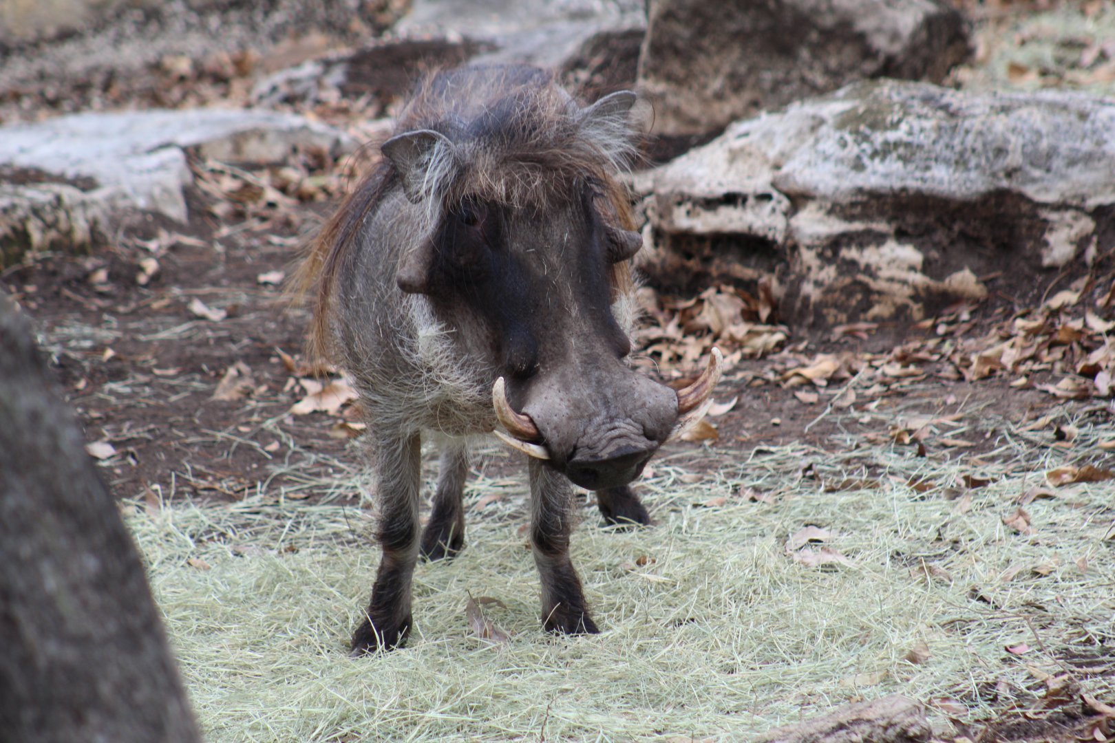 Common Warthog