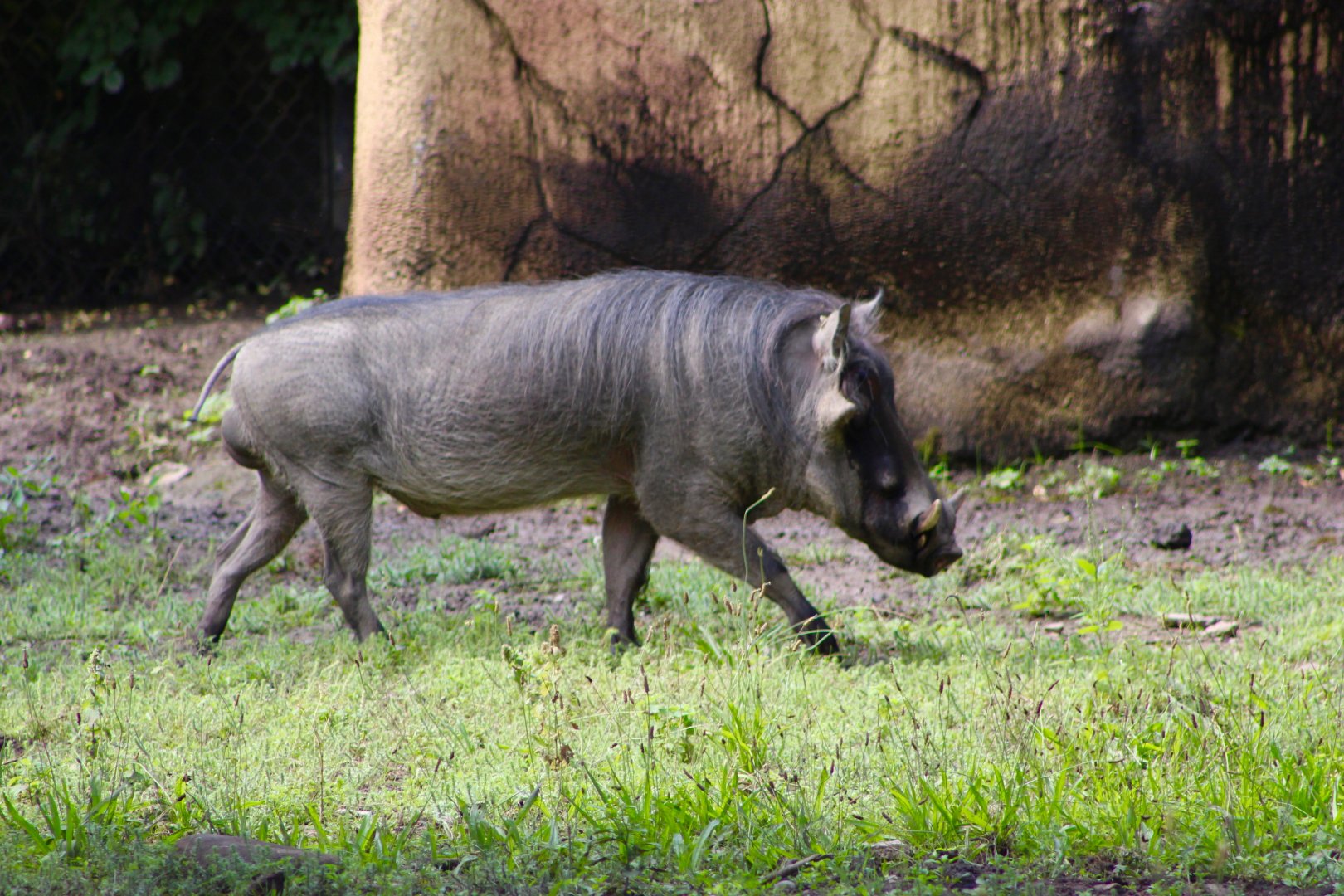 Common Warthog