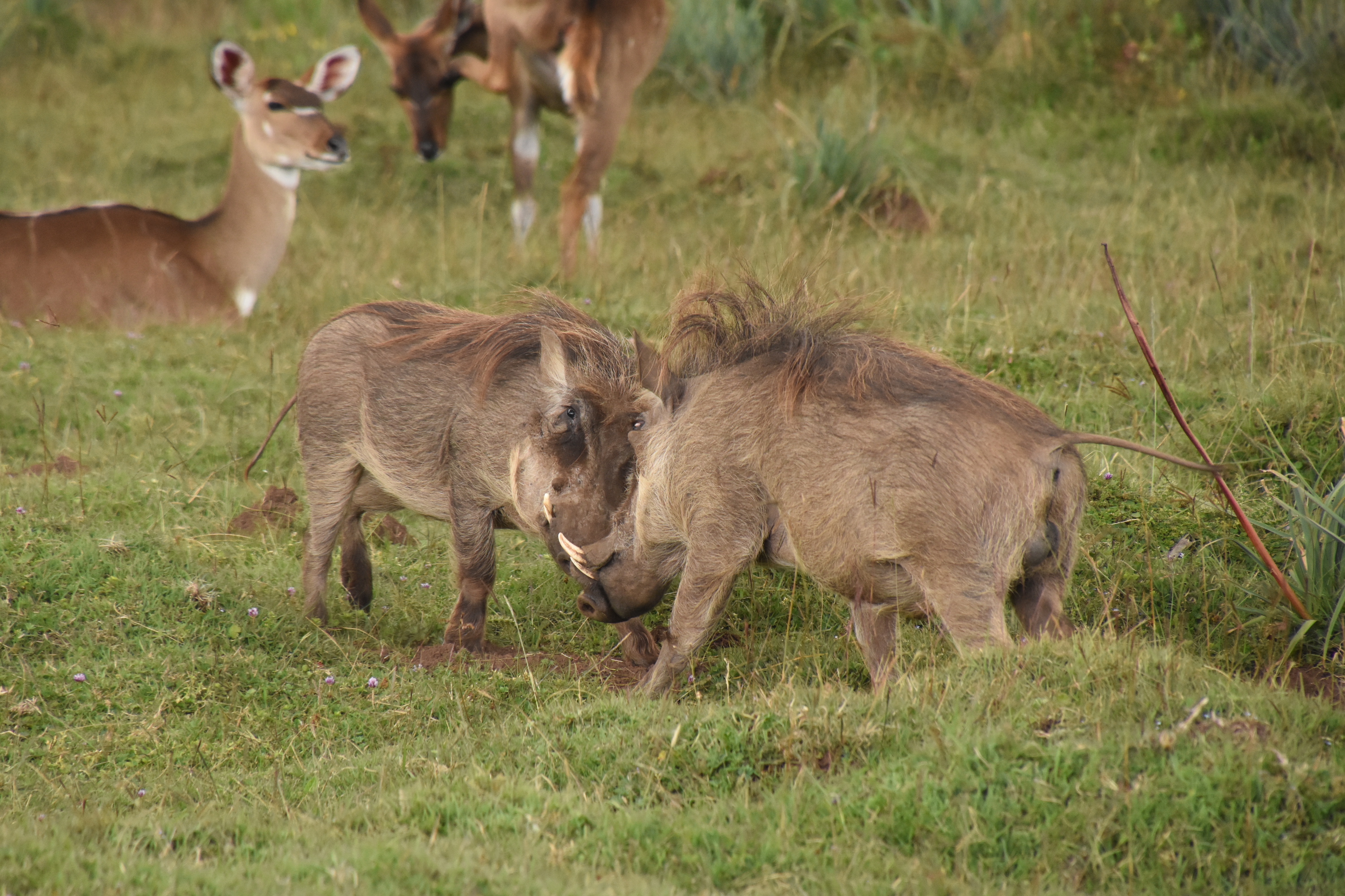 Common warthog