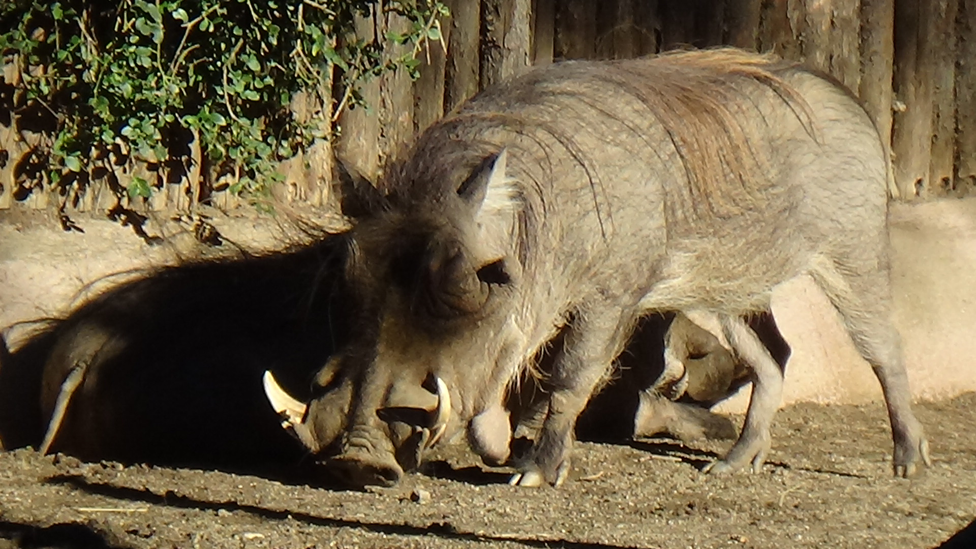 Common warthog